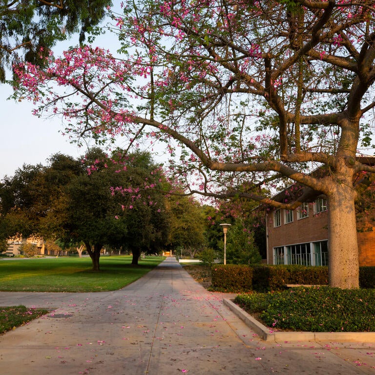 A tree in front of a building along a walking path